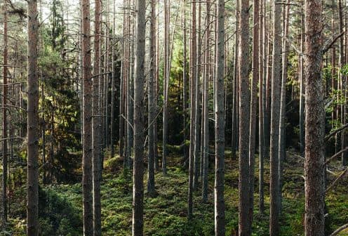 Tolesnis miškų valdymas